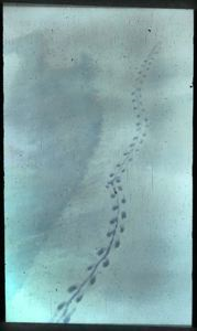 Image of Lemming Tracks in the Snow